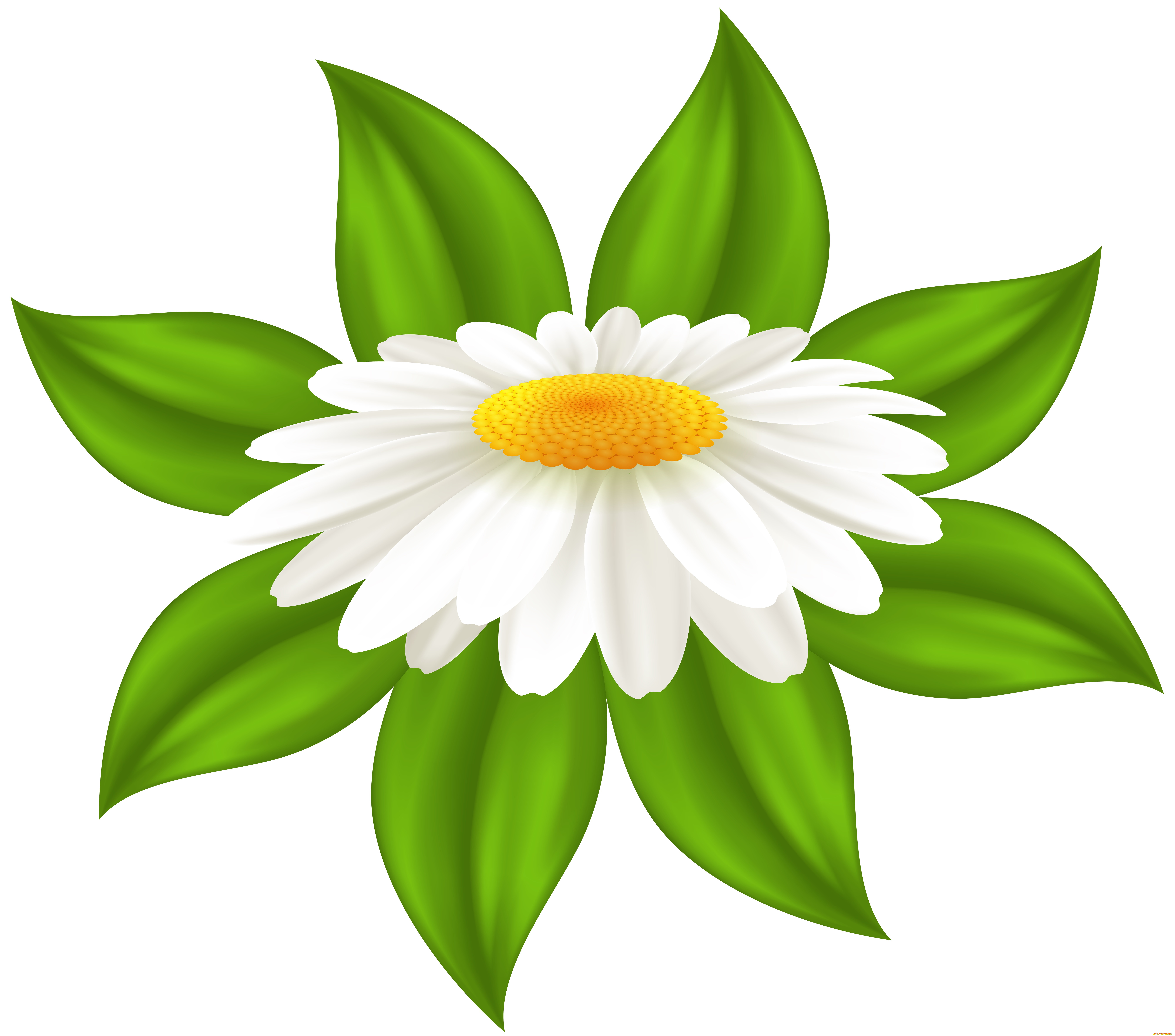  ,  , flowers, , 